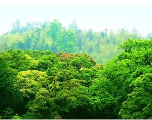 全國(guó)碳市場(chǎng)開(kāi)始階段不搞期貨，不征碳稅，增加林業(yè)碳匯交易