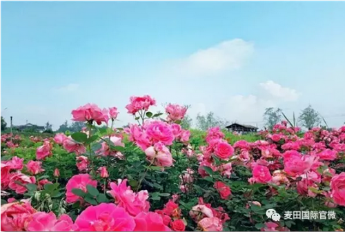 麥田國際——麥田里的守望者，“互聯(lián)網(wǎng)+農(nóng)業(yè)”的先行者