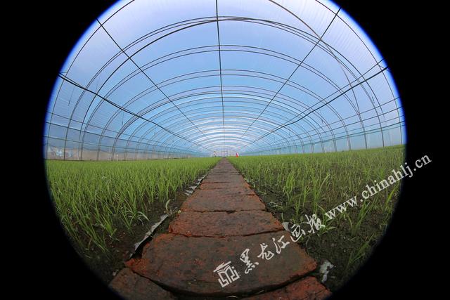 富錦 “互聯(lián)網(wǎng)+農業(yè)”搭建智慧農業(yè)新平臺