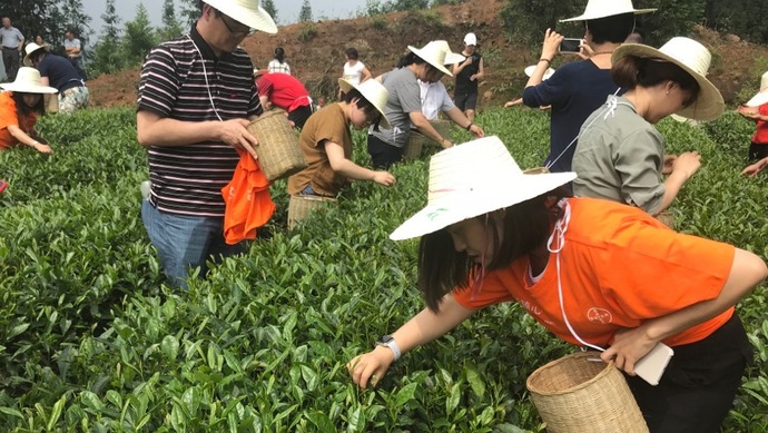 這片北緯30°的優(yōu)質(zhì)茶園，探索了產(chǎn)業(yè)扶貧擁抱“互聯(lián)網(wǎng)+“新路