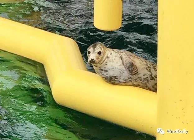 海上風(fēng)電破壞海洋生態(tài)？海豹：想多了！